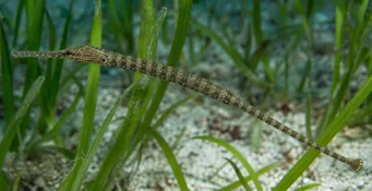 Syngnathoides biaculeatus Aiguille de mer cornue