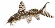Synodontis angelicus Silure ange