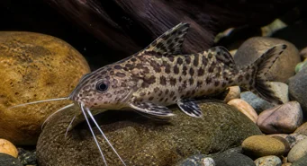 Synodontis contractus Synodontis contractus