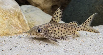 Synodontis multipunctatus Synodonte tacheté
