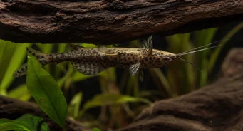 Synodontis nigriventris Silure tête en bas noir du Congo