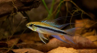 Taeniacara candidi Candidi