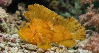 Taenianotus triacanthus Poisson scorpion feuille