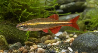 Tanichthys albonubes Néon du pauvre