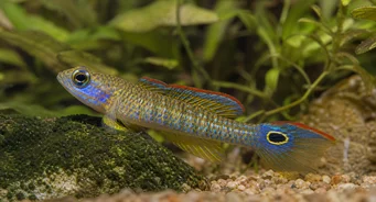 Tateurndina ocellicauda Dormeur à queue ocellée