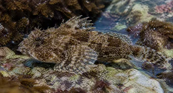 Taurulus bubalis Chabot de mer