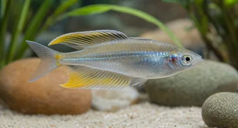 Telmatherina ladigesi Arc-en-ciel des Célèbres