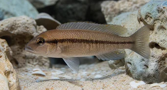 Telmatochromis temporalis Temporalis