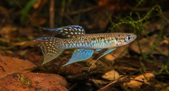 Terranatos dolichopterus Killie-ange