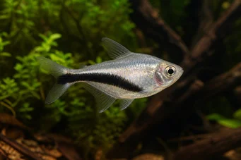 Thayeria boehlkei Poisson pingouin