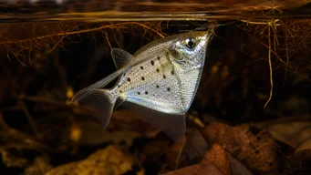 Thoracocharax stellatus Poisson hachette argenté