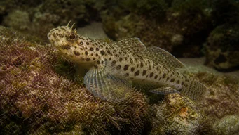 Thorogobius ephippiatus Gobie léopard