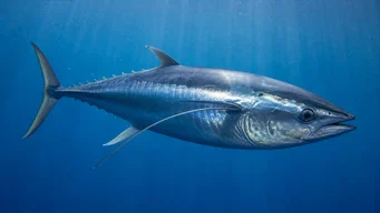 Thunnus alalunga Thon germon
