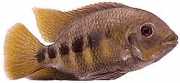 Tilapia mariae Tilapia à cinq bandes