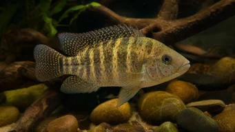 Tilapia mariae Tilapia à cinq bandes