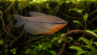 Trichogaster leeri Gourami mosaïque