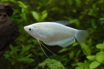 Trichogaster microlepis Gourami lune