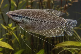 Trichogaster pectoralis Gourami peau de serpent