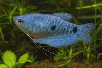 Trichogaster trichopterus sumatranus Gourami à trois taches doré