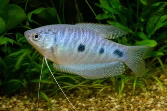 Trichogaster trichopterus Gourami à trois taches, gourami bleu