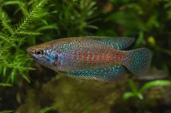 Trichopsis pumila Gourami grogneur nain