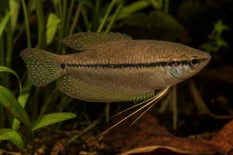 Trichopsis vittatus Gourami hurleur