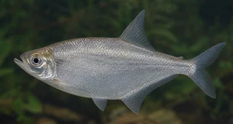 Triportheus angulatus Poisson-hachette ponctué