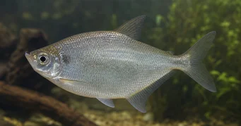 Triportheus rotundatus Tétra arbalète rond