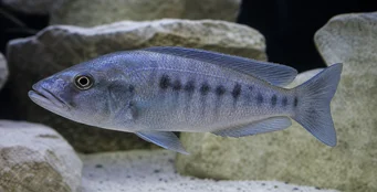 Tyrannochromis macrostoma Tyrannochromis macrostoma