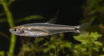 Tyttocharax atopodus Tétra-voile à moustache