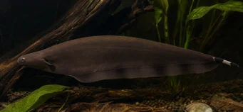 Xenomystus nigri Poisson-couteau