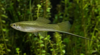 Xiphophorus helleri Porte-épée (Xipho)