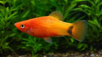Xiphophorus maculatus Platy