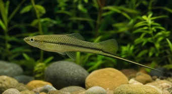 Xiphophorus montezumae Porte-épée de montezuma