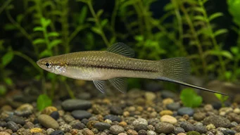 Xiphophorus neuzalanahotl Porte-épée tacheté