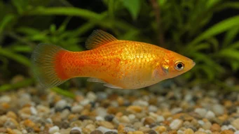 Xiphorus maculatus Xipho vert ou xipho sauvage