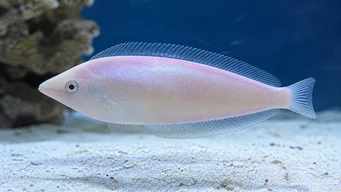 Xyrichthys novacula Poisson-rasoir perle