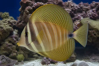 Zebrasoma veliferum Zebrasoma veliferum