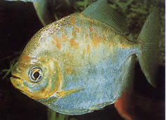 Myleus gurupyensis (Myleus gurupyensis)