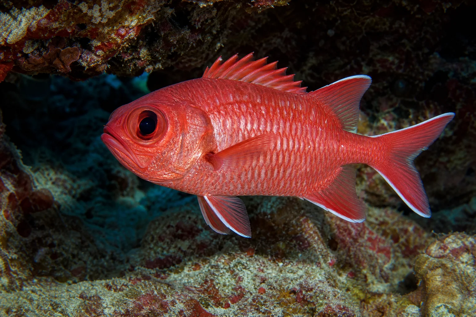 Myripristis murdjan