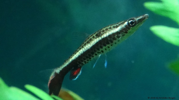 Nannobrycon eques (Poisson crayon)