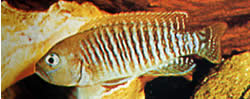 Neolamprologus multifasciatus