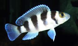 Neolamprologus tretocephalus (Néolamprologus à cinq bandes)