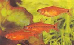 Neolebias ansorgii forme rouge Néolebias rouge de Ansorge
