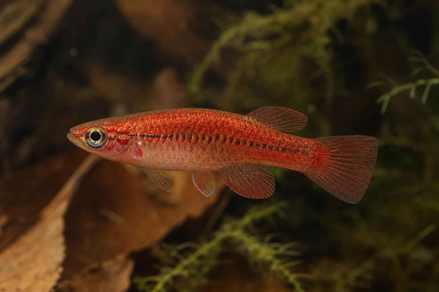 Neolebias ansorgii forme rouge