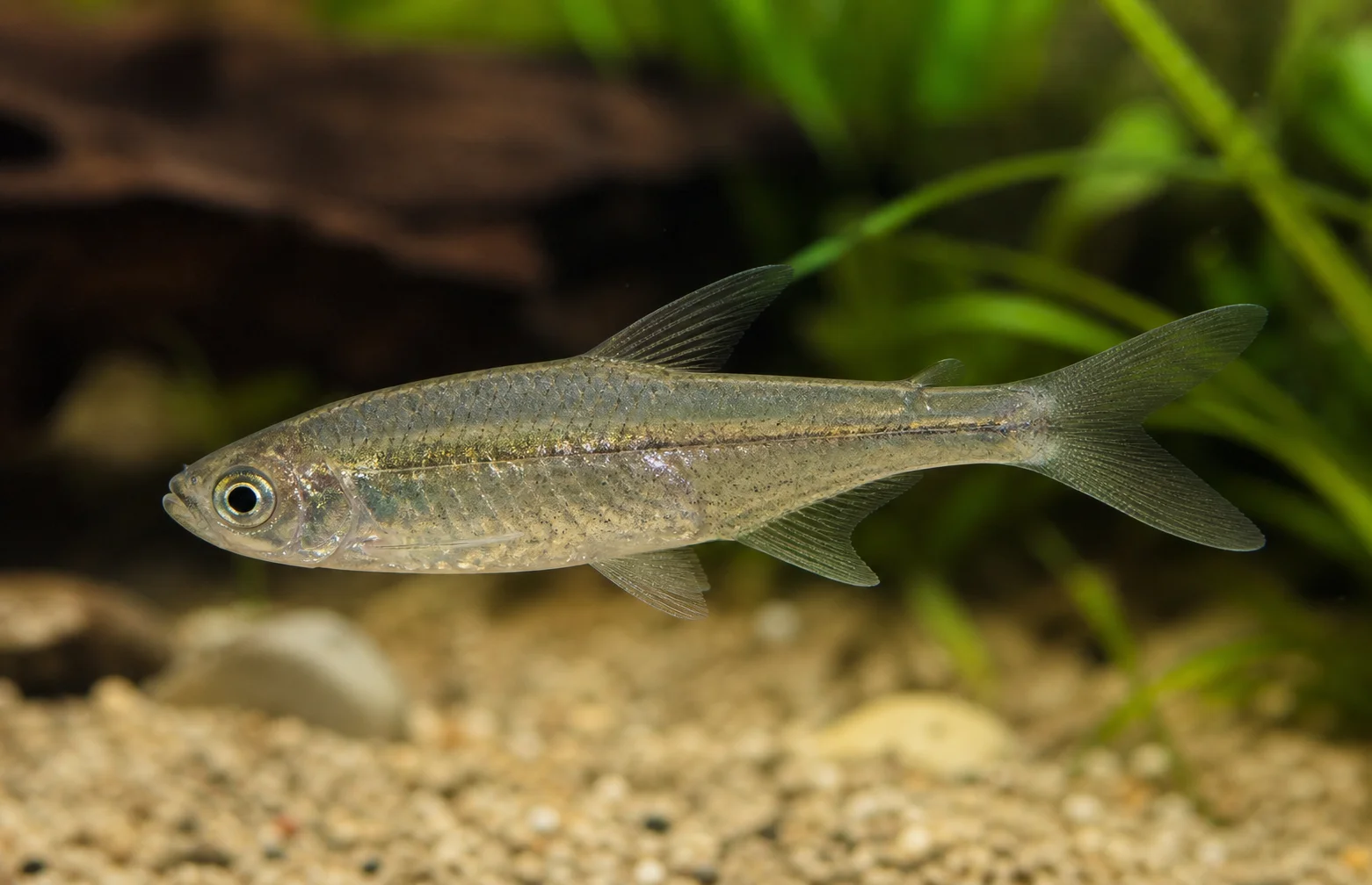Odontostilbe piaba