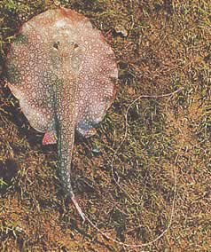 Paratrygon orbicularis