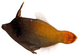 Pervagor melanocephalus (Poisson-lime à queue rouge)