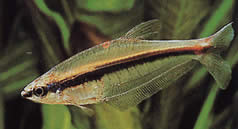 Phenagoniates macrolepis (Tétra rouge du Panama)