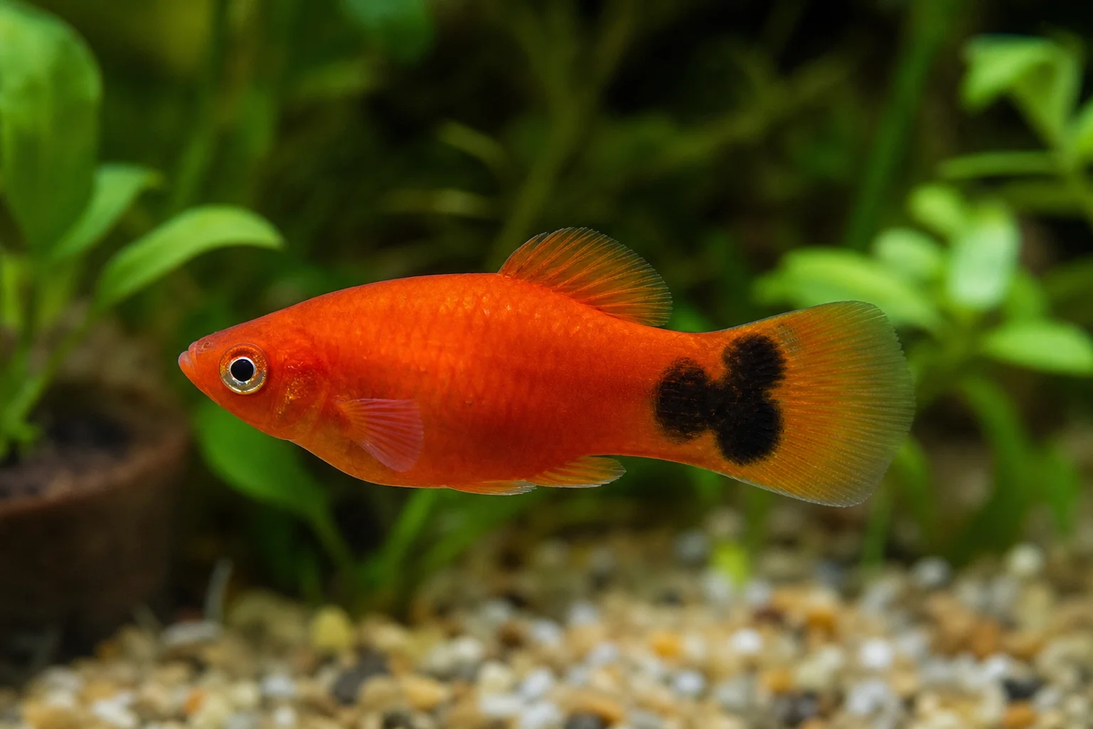 Platy mickey mouse